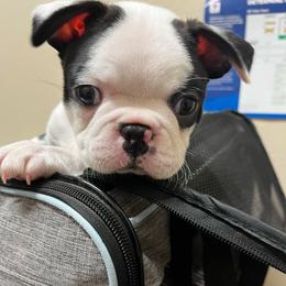 AKC Polo (special needs home needed) - Black brindle and white male Boston Terrier puppy in Galena, Kansas from RottNBostons