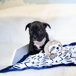 French Bulldog Puppies from FrenchieBnB