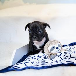 French Bulldog Puppies from FrenchieBnB