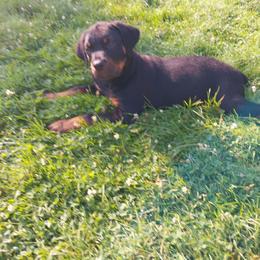 Rottweiler Puppies from G.M. Rottweilers"OHIO"