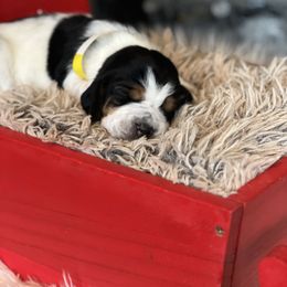 Maple - Black brown and white female Basset Hound puppy in Lone Jack, Missouri from Wee Little Bassets