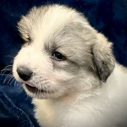 LOUIE Blue collar male - White and badger male Great Pyrenees puppy in Fair Grove, Missouri from Allen Wags & Woolies