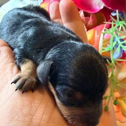 Girl 1 - Black and tan female Prague Ratter puppy in Seward, Alaska from North Star Gem’s Prague Ratters