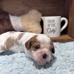 Gadsby - Blenheim male Cavalier King Charles Spaniel puppy in Columbus, Mississippi from Rocky Road Kennel