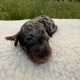 Iris - Merle female Goldendoodle puppy in Redding, California from O’Hara  Doodles