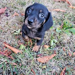 Lilly - Black and tan female Dachshund puppy in Atwater, Ohio from Ivy Willow Dachshunds