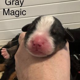 Bernese Mountain Dog Puppies from Midnight Bernese Mountain Dogs