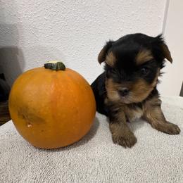 Rita - Blue and gold female Yorkshire Terrier puppy in Portland, Oregon from Bohemian Beauty Yorkshire Terrier