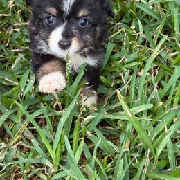 Black and White BI male 1800 - Black & white male Toy Australian Shepherd puppy in Brashear, Texas from Double R farms