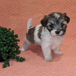 Havanese Puppies from AKC Havanese