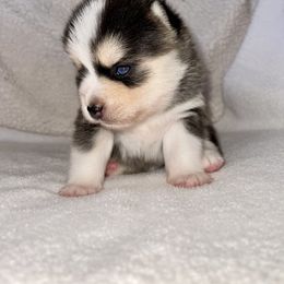 Pomsky Puppies from Sterling Pomskies