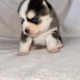 Pomsky Puppies from Sterling Pomskies