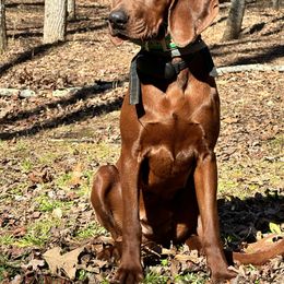 Maggie - Redbone Coonhound