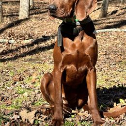 Maggie - Redbone Coonhound