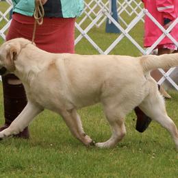 Labrador Retrievers from Pineview Meadow Labradors