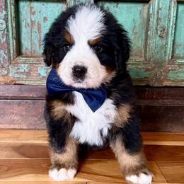 Dark blue collar - Black rust and white male Bernese Mountain Dog puppy in Altura, Minnesota from Bluffside Berners