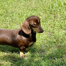 Dachshunds from Hidden Creek Dachshunds