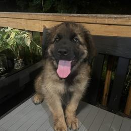Heidi - Reddish brown female Leonberger puppy in Brandywine, Maryland from QVR Labradors and Leonbergers