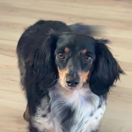 Stormie - Black and tan female Dachshund puppy in White City, Oregon from Lazaldes Legacy Dachshunds