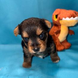Tiny Tony - Black and tan male Yorkshire Terrier puppy in Paris, Tennessee from Nolan’s Yorkie Farm