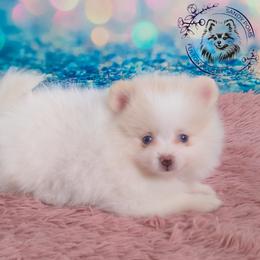 Snowball - Pomeranian puppy from Sandy Aussies & Pomeranians