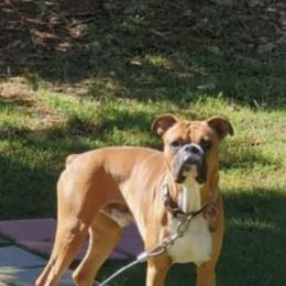 Chapo - Boxer