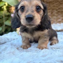 Dark Roast - Cream male Dachshund puppy in Coldwater, Mississippi from Under the Stars Minis