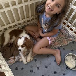 Cavalier King Charles Spaniel and Cavapoo Puppies from Cumberland Cavaliers