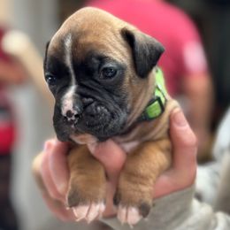 Señor Verde - Fawn male Boxer puppy in Madras, Oregon from BnT Boxers