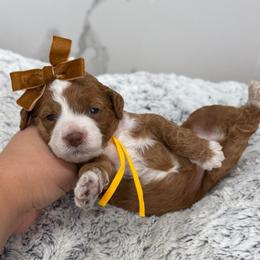 Marinara - Red  female Goldendoodle puppy in Miami, Florida from Jade’s Paws & Co. Of Miami LLC