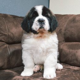 Saint Bernard Puppies from Atkinson Saint Bernards