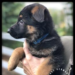 German Shepherd Puppies from Central Coast German Shepherds