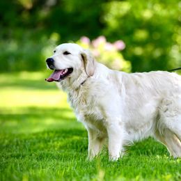 Kulau - Golden Retriever