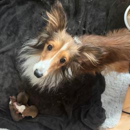 Luna - Shetland Sheepdog