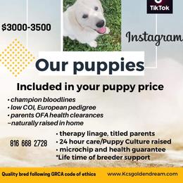 Golden Retriever Puppies from KCs Golden Dream