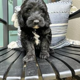 Stiggy - Black and white Sheepadoodle puppy in Little Rock, Arkansas from Summer Blossom Doodles
