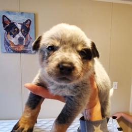 Eye patch - Blue speckled male Australian Cattle Dog puppy in Lenoir, North Carolina from Blue Coyote Ranch