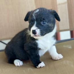 American Corgi Puppies from 5H Corgis