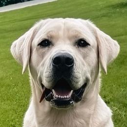 Ghost - Labrador Retriever