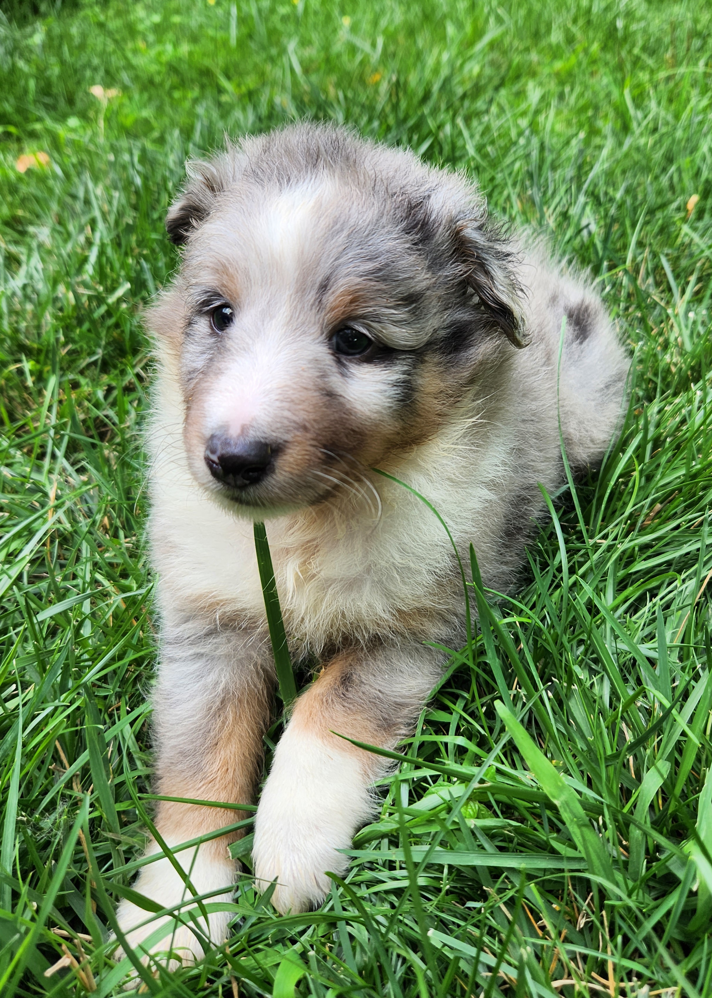 Shetland Sheepdog Puppies from Hope's Heart Shelties