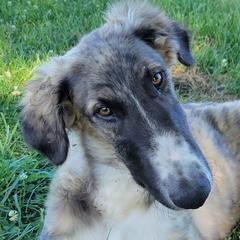Borzois from Starswift Borzoi