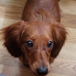 Harlow - Wild boar female Dachshund puppy in Watertown, Massachusetts from Jae’s Puppy House
