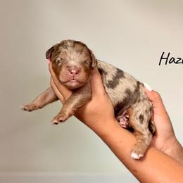 Hazelnut - Chocolate merle male Bernedoodle puppy in Pennsylvania from Bells Bernedoodles
