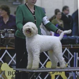 Lagotto Romagnolo All Grown Up from Two By Two Lagotto