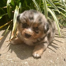 Hotdog - Blue merle female Miniature Australian Shepherd puppy in White Plains, Kentucky from Garrett’s Ridge Farm
