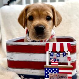 Dixie - Yellow female Labrador Retriever puppy in Queen Creek, Arizona from Lucy’s Labradors