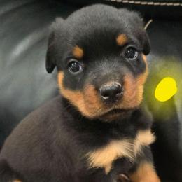 Girl 3 - Black and tan female Rottweiler puppy in San Antonio, Texas from HAUS OF RZA