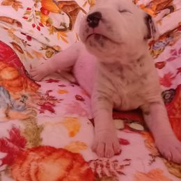 Rhiannon - White and black female Dalmatian puppy in Las Vegas, Nevada from 101 Dew Dream Valley Dalmatians