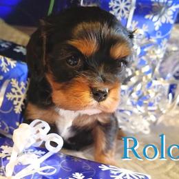 Rolo - Black and tan male Cavalier King Charles Spaniel puppy in Rockville, Maryland from Skais the Limit Cavaliers