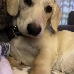 Dachshunds from C&J Doxies